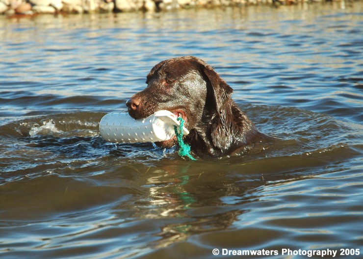 beauBo Water Dummy.jpg